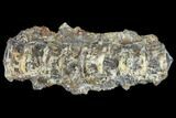 Eight Fused Cretaceous Fossil Fish Vertebrae - Kansas #114568-2